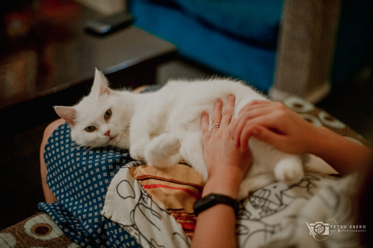 Working as a volunteer at a cat cafe